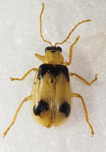 Réf. 246 539 : Diabrotica sp.